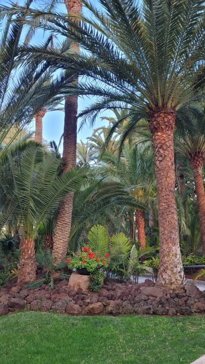 Gartenanlage Hotel Riu Palace Oasis