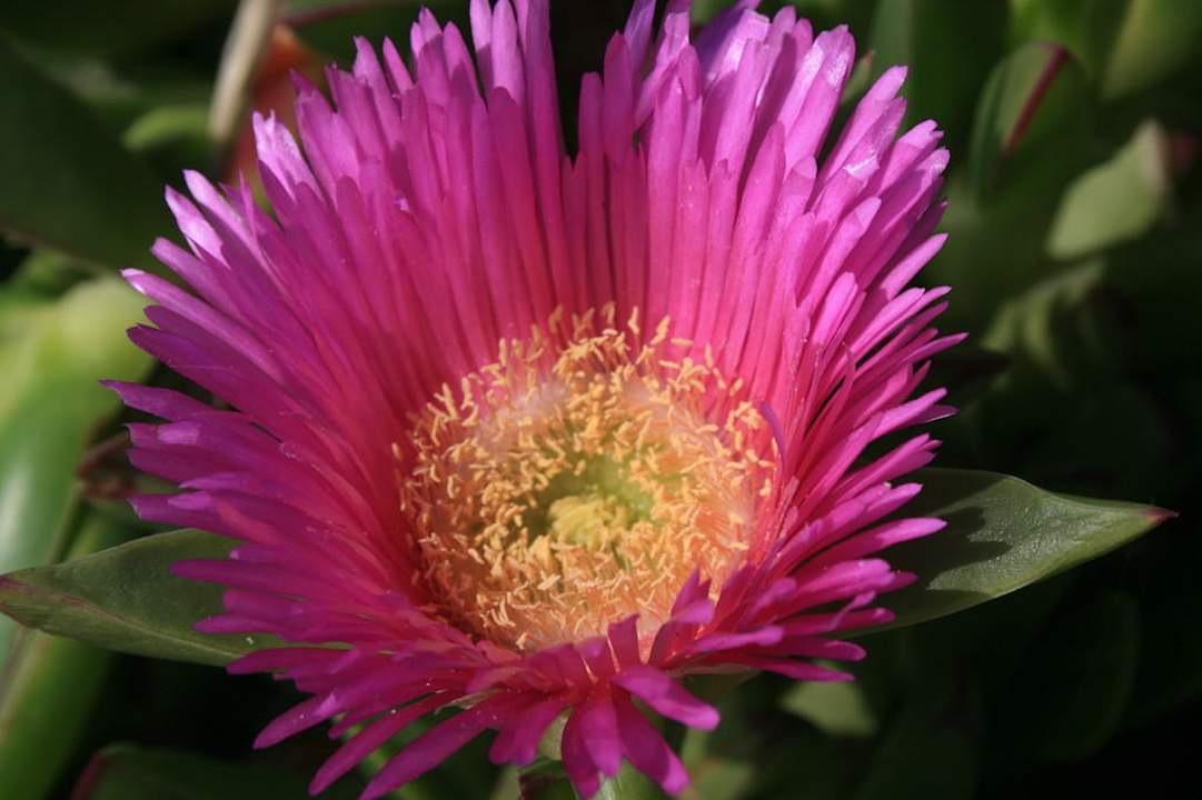 Schöne Blumen Fuerte Conil-Resort