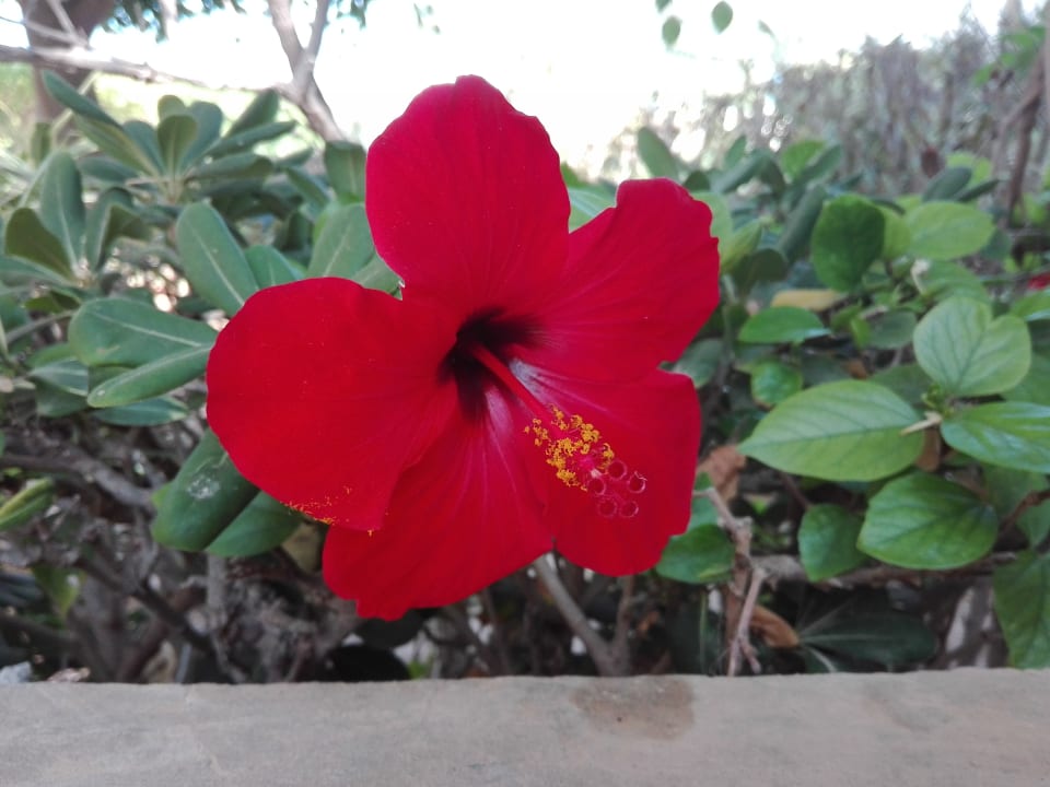 Gartenanlage Sentido Djerba Beach
