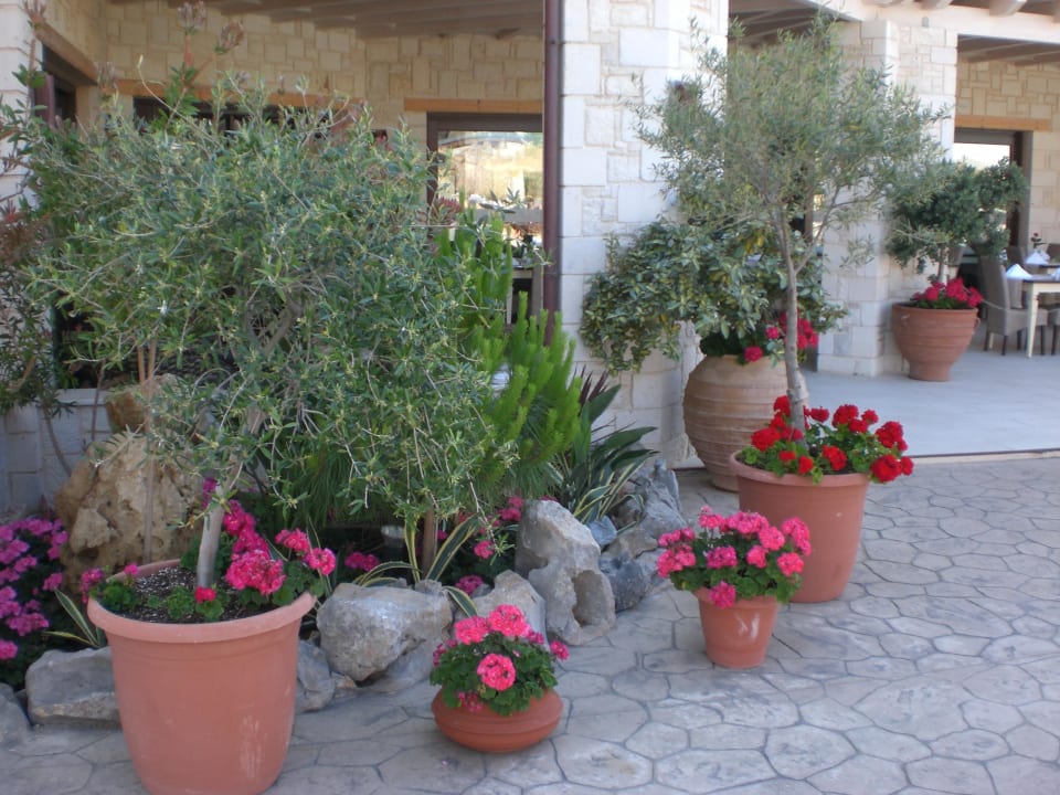 Blumen vor dem Restaurant Cactus Royal
