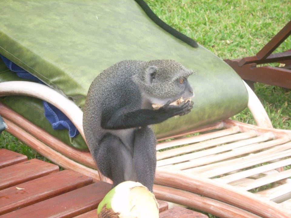 haustier Neptune Paradise Beach Resort & Spa