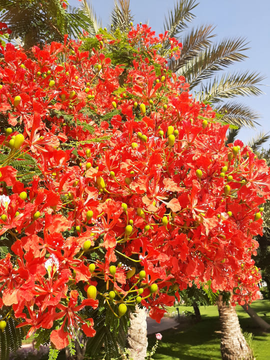 Sonstiges Desert Rose