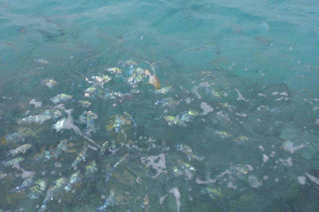 Viele Fische Summer Island Maldives