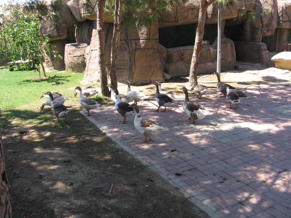 Gänse auf dem Gelände VONRESORT Golden Beach