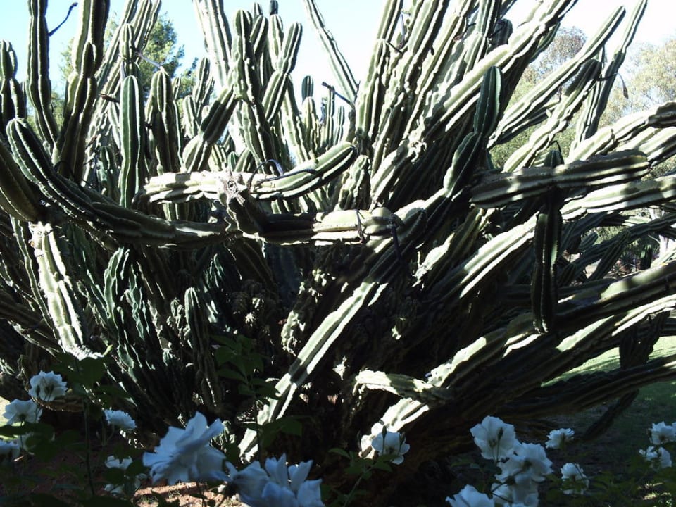 Cactussuit Montana Guestfarm