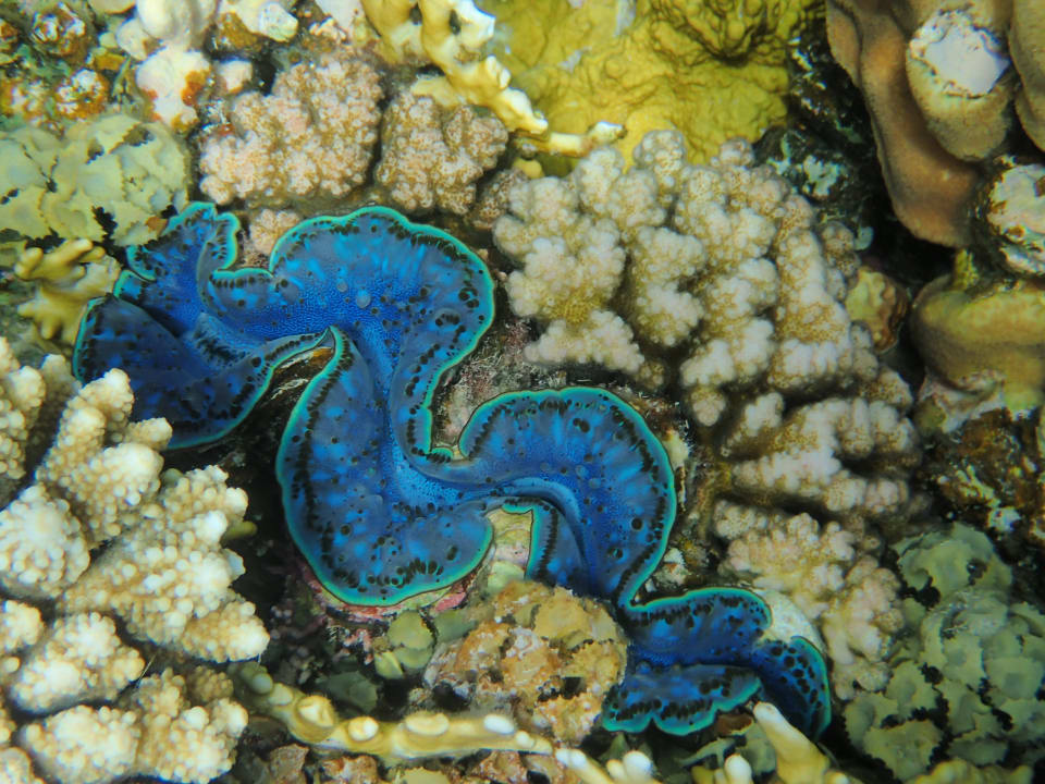 Strand Makadi Spa - Adults only