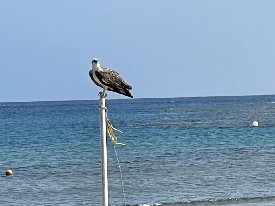 Ausblick Lahami Bay Beach Resort