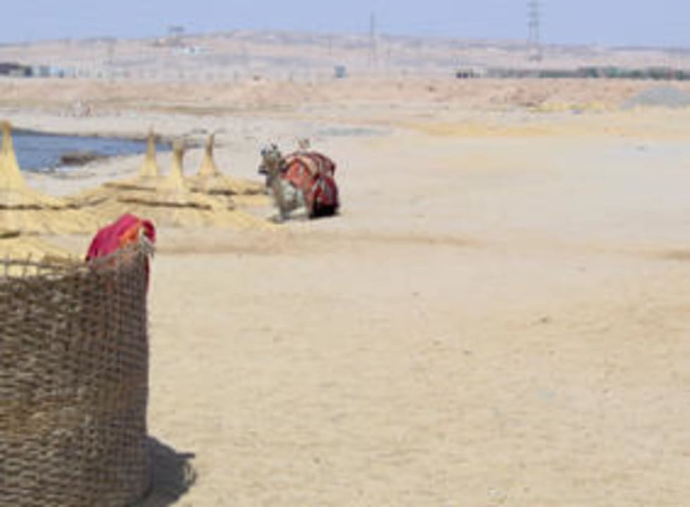 Kamel am Strand rechts Beach Albatros Resort