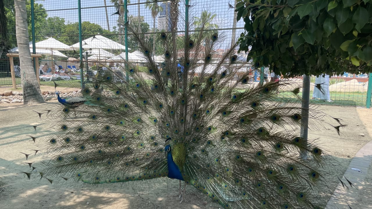 Sport & Freizeit Grand Hyatt Dubai