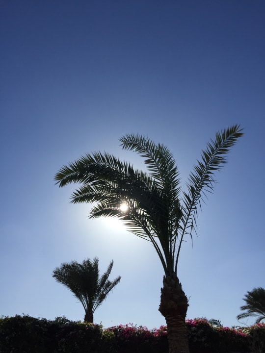 Gartenanlage Desert Rose
