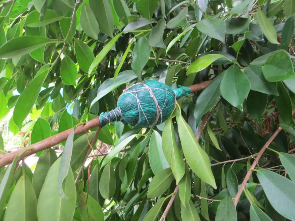 Hier werden Ficus Benjamini abgewurzelt Adaaran Select Hudhuran Fushi - Premium All Inclusive