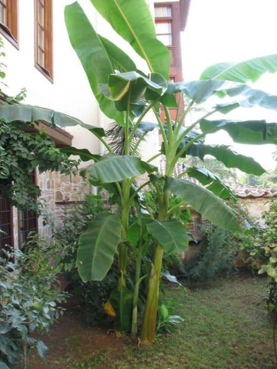 Bananenbaum im Garten vor unserem Zimmer Dogan Hotel by Prana Hotels & Resorts