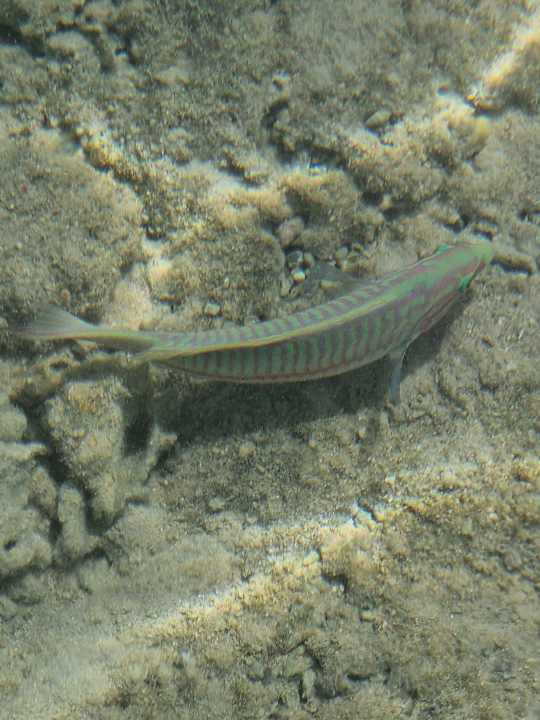 Sonstiges Sentido Naga Bay