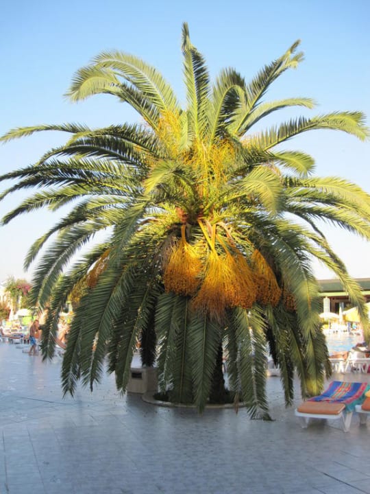 Palme am Pool VONRESORT Golden Beach