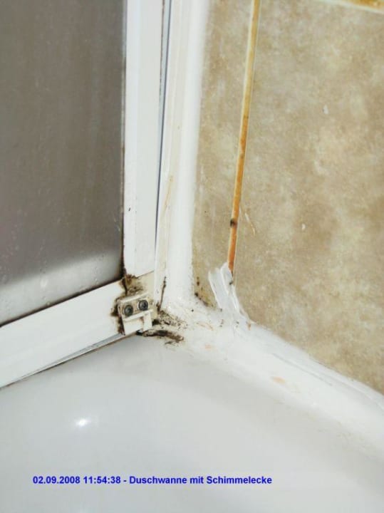 Schimmeleck 1 Golden Age