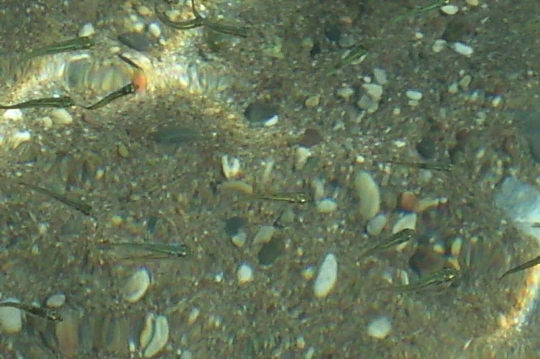 Glasklares Wasser am Strand Hotel Kalithea Horizon Royal