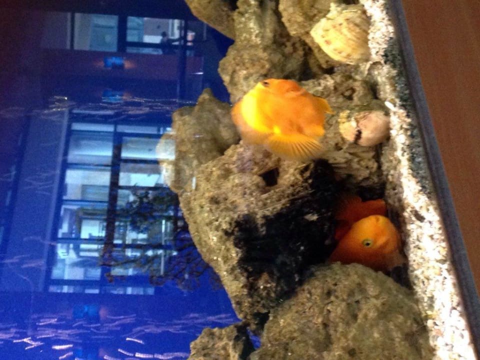 Hotel Limak Limra Limak Limra Hotel & Resort