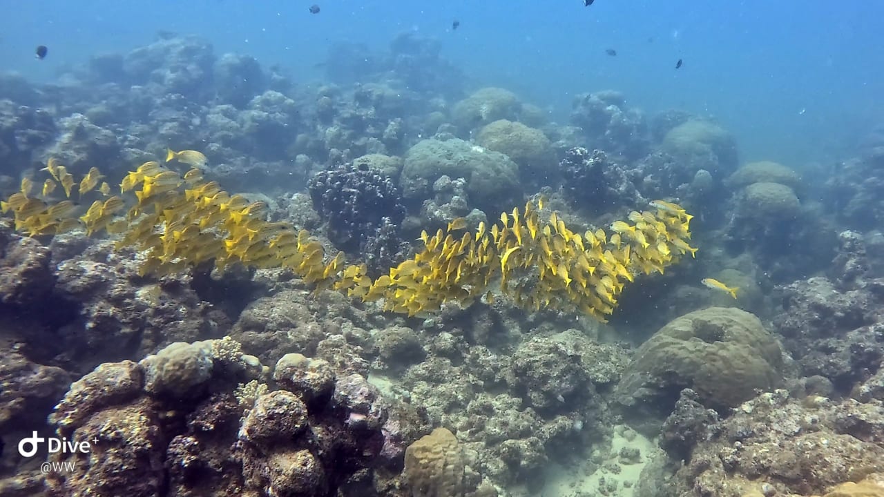 Sport & Freizeit Lagoon Attitude - Adults only