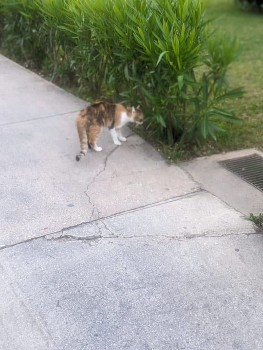 Gartenanlage Labranda Alantur Resort