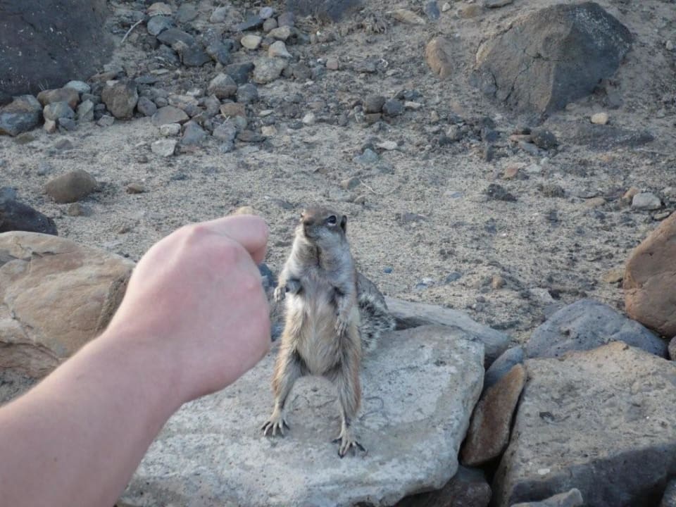 Streifenhörnchen am Strand von Esquinzo SBH Club Paraiso Playa
