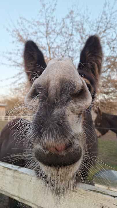 Gartenanlage Hotel Lavendelhof & Eselhof Nauen