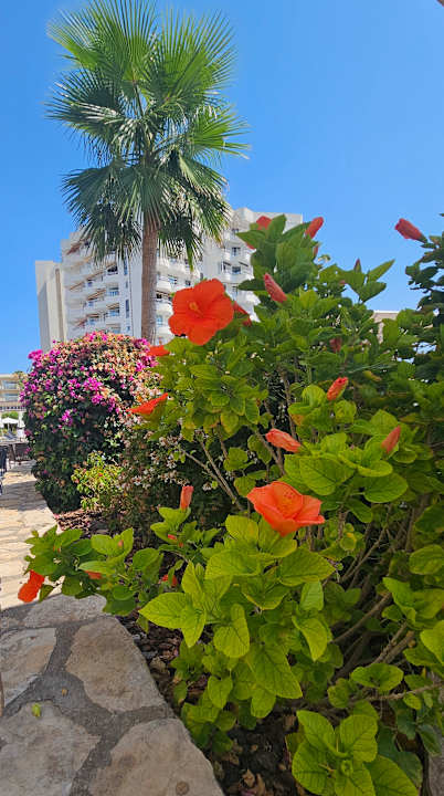 Gartenanlage allsun Hotel Bahia del Este