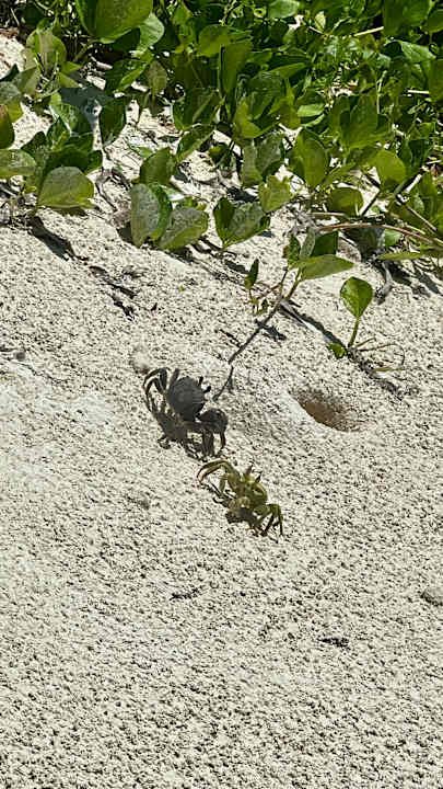 Strand Bliss Hotel Praslin