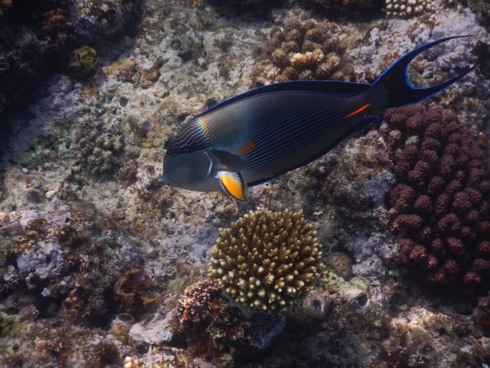 Strand Mövenpick Resort El Quseir