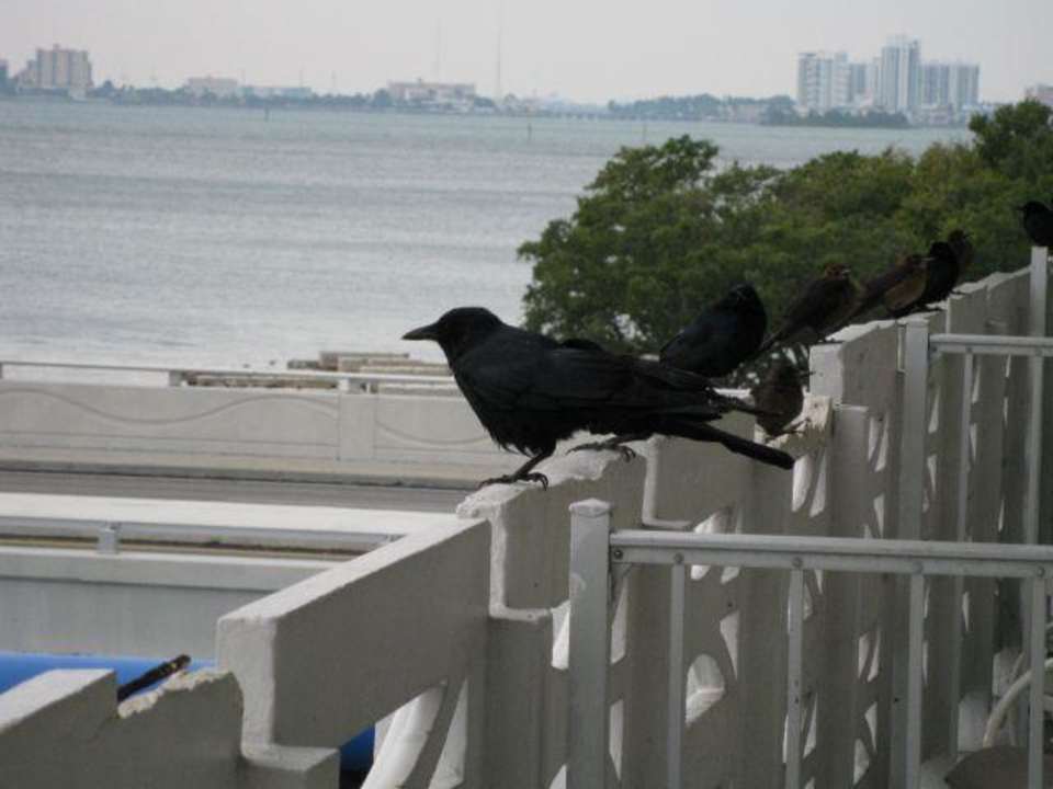Angeknabberter Balkon Motel White House Inn On The Bay
