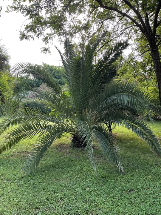 Gartenanlage Club Sidelya Hotel