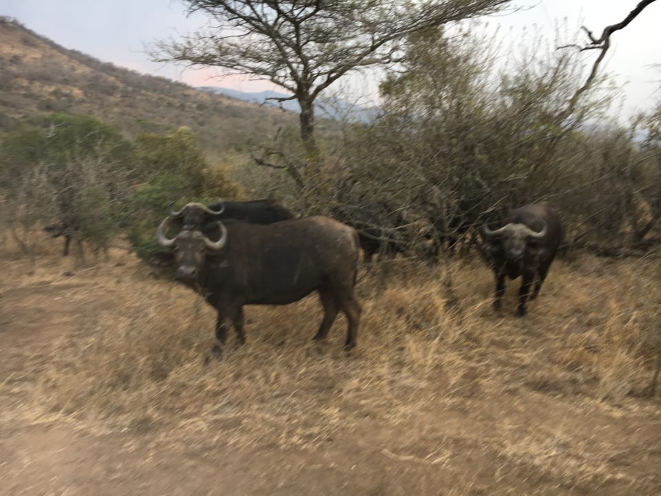 Ausblick Hotel Mkuze Falls Game Lodge