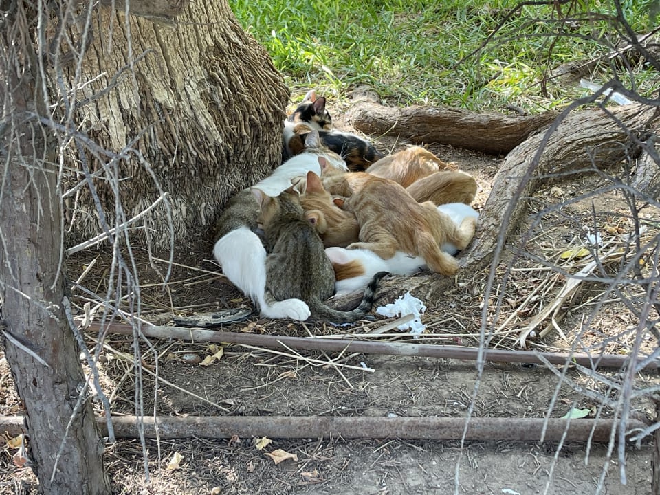 Gartenanlage Hotel Delphin Imperial