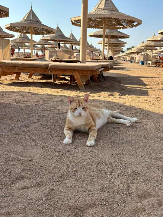 Strand The Grand Hotel Hurghada