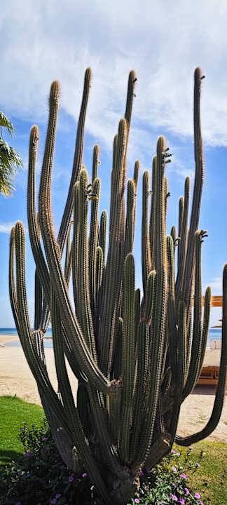 Gartenanlage Shams Prestige Abu Soma-Adults Only