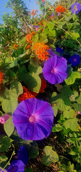 Sonstiges Bella Resort & Spa