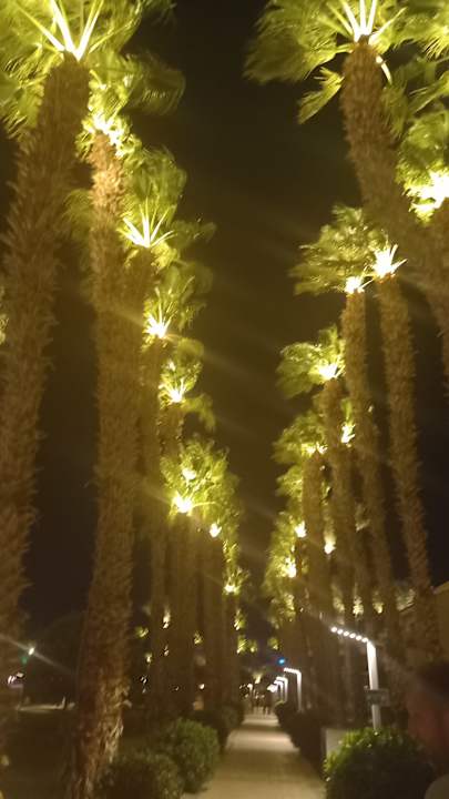 Gartenanlage Beach Albatros Resort