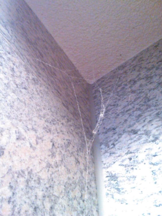 Saubere Spinnen Hotel Ferienpark Merkelbach