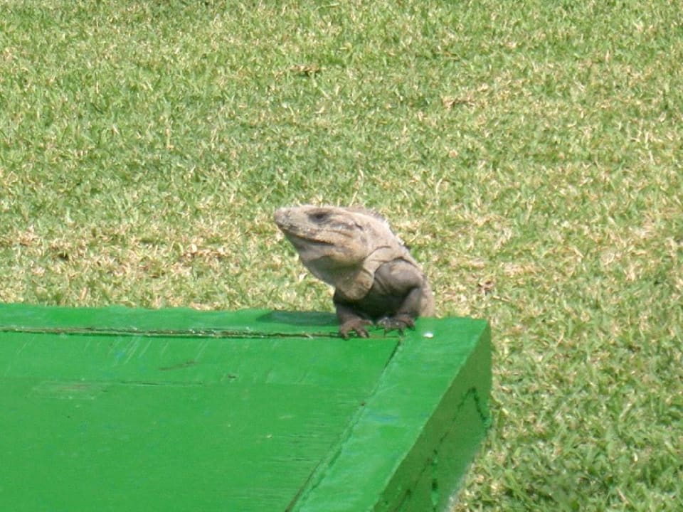 Leguan in der Hotelanlage Bahia Principe Grand Tulum