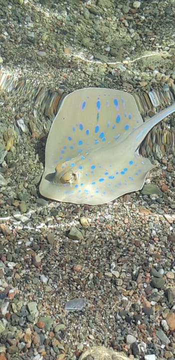 Strand Pickalbatros Sea World Resort - Marsa Alam