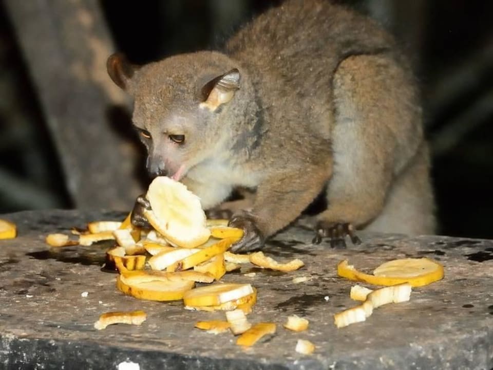 Bushbaby Shimba Hills Lodge