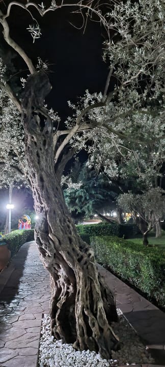 Gartenanlage Iberostar Waves Bellevue