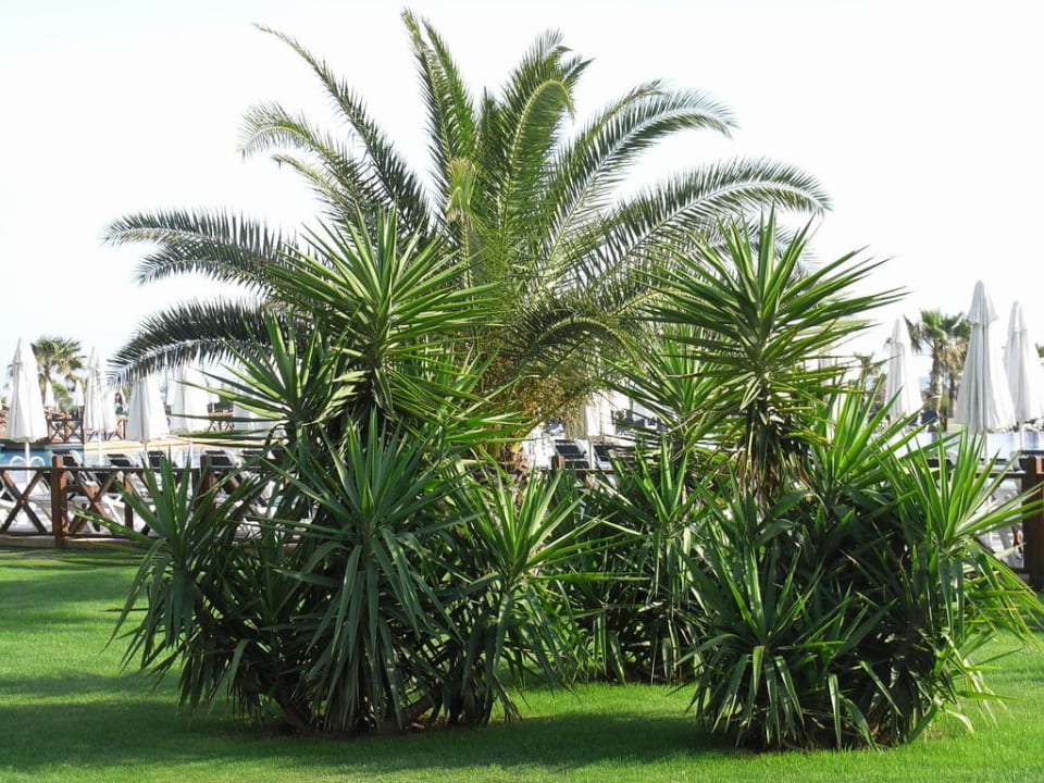 Einfach nur schön Voyage Belek Golf & Spa