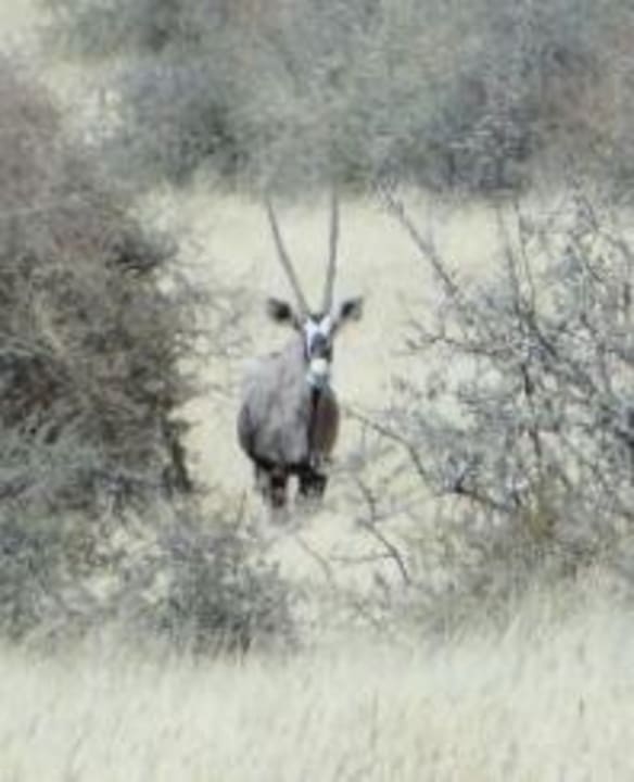 Jeep Tour - Oryx Tsawichas Farm