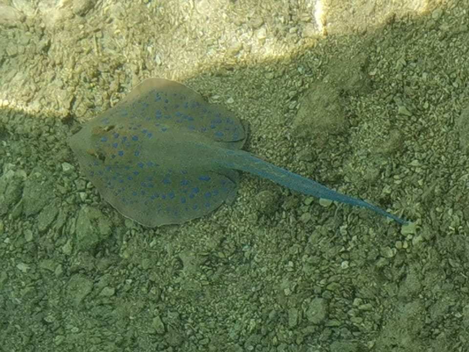 Strand Pickalbatros Citadel Resort