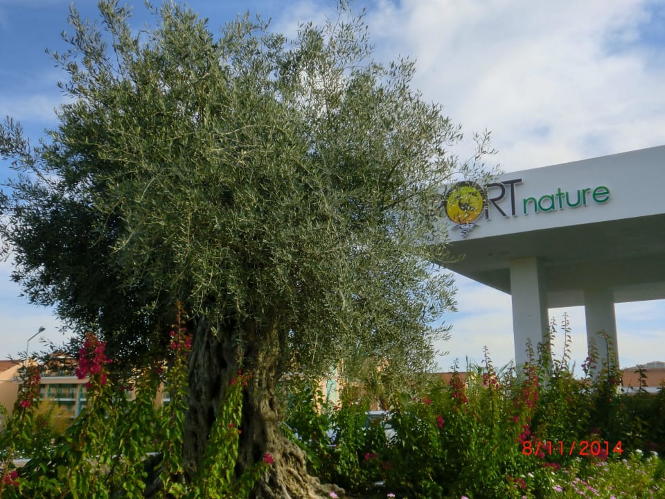 Eine wunderschöne Olive Port Nature Luxury Resort & Spa