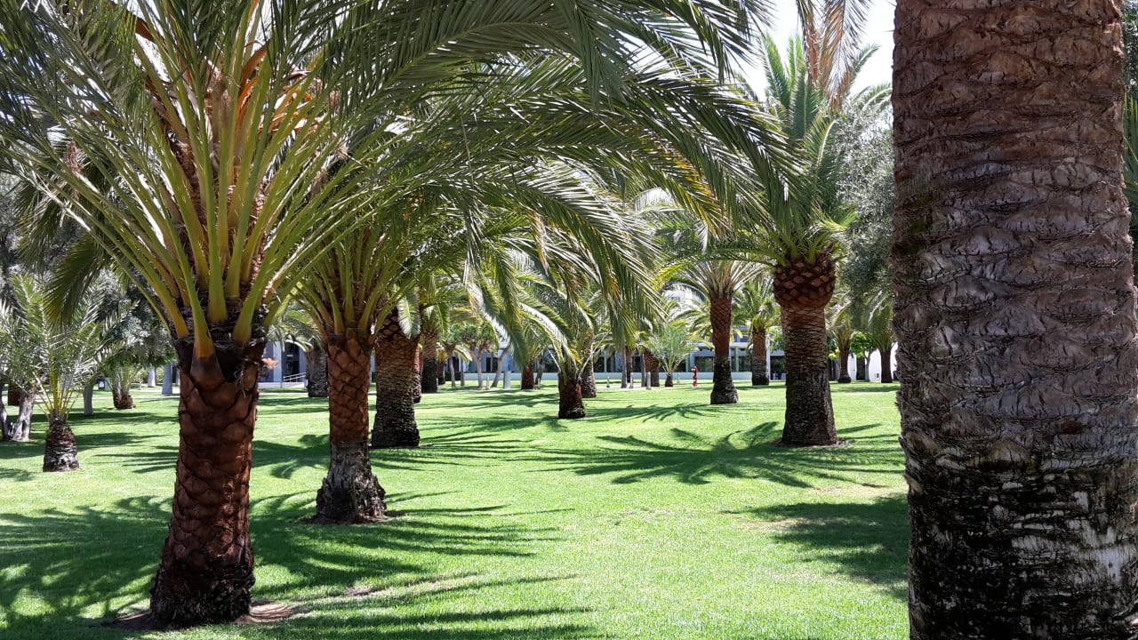 Gartenanlage Hotel Riu Gran Canaria