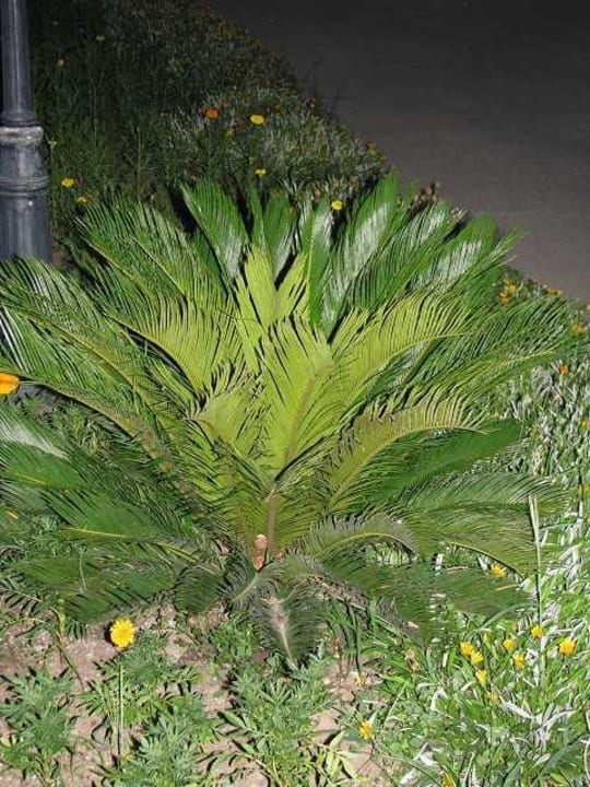 Bepflanzung Ali Bey Club