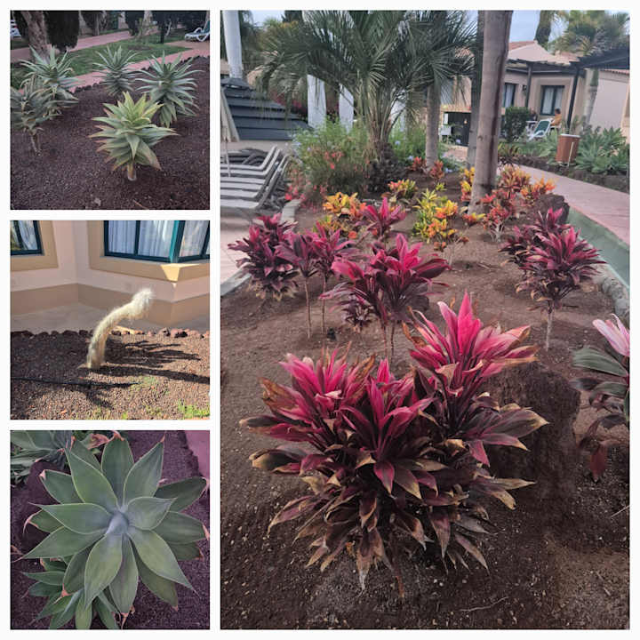 Gartenanlage allsun Hotel Esplendido