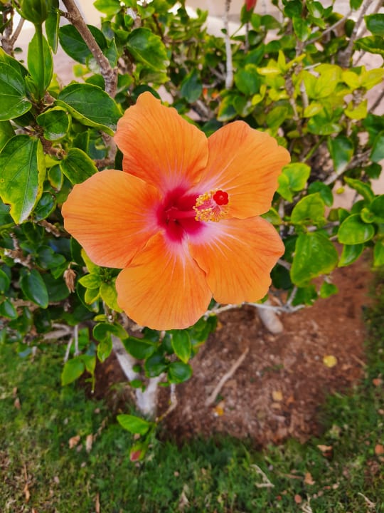 Gartenanlage Stella Garden Resort & Spa, Makadi Bay