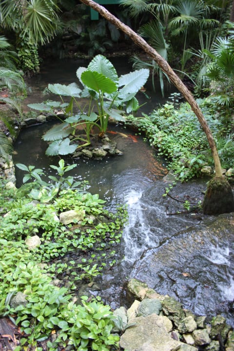 Dschungel Iberostar Waves Tucan